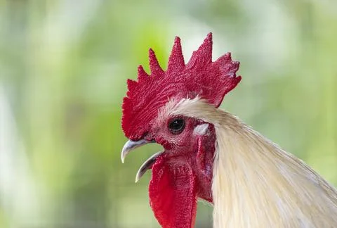 Bird flu outbreak disrupts egg and chicken market in Kathmandu, Nepal - 26 Jun 2 Stock Photos