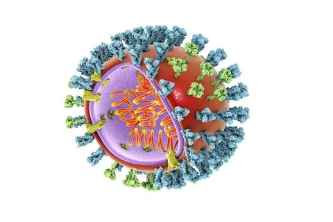 Bird flu virus, illustration Stock Illustration