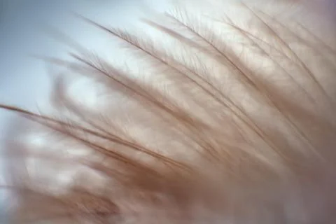 Bird fluff close up. Feather texture. Macro photography view. Foto stock