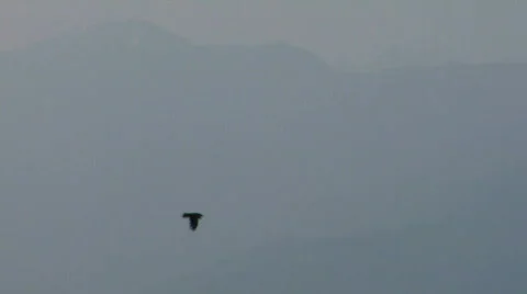 Bird fly 01 Stock Footage 508855