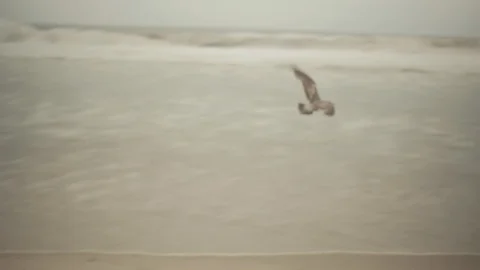 Bird fly 2 - Venice Beach 스톡 동영상 96417918