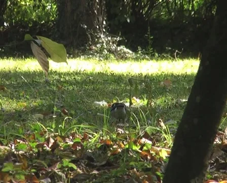 Bird fly away Stock Footage 1078872