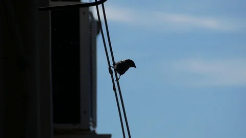 A bird fly away Stock Footage 108027931