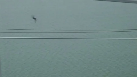 Bird Fly away Stock Footage 115270963