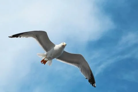 Bird fly in the clouds Stock Photos