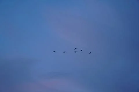 Bird fly at the evening sky with clouds at sunset in the beginning of the n.. Stock Photos