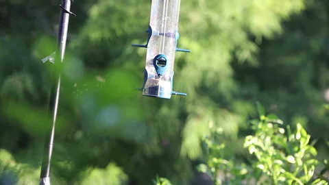 Bird Fly Vídeos de archivo 132525638