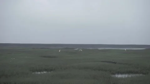 Bird fly Video stock 208094392