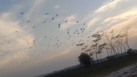 Bird fly Stock Footage 274382382