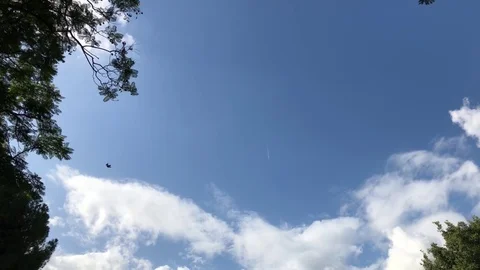 Bird fly high in the clear blue sky with aeroplane above leaving a line trail Stock Footage 83396143