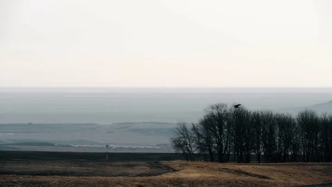 Bird fly on the horizon Stock-Footage 102613844