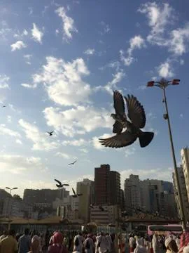 Bird fly In Mecca 스톡 사진