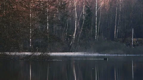 Bird fly over lake Video stock 164831279