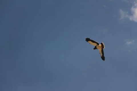 Bird fly Fotos de archivo