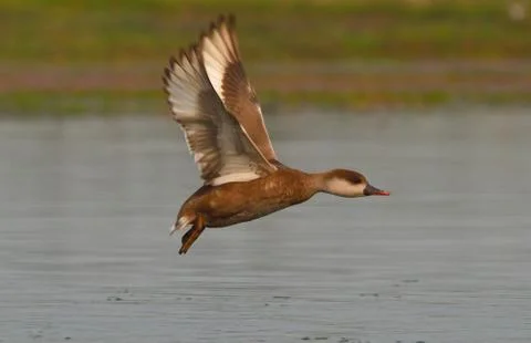 Bird fly Stock Photos