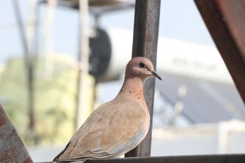 Bird fly in the sky Stock Photos
