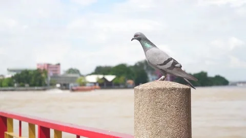 A Bird Fly in Slow Motion Stock Footage 220934100