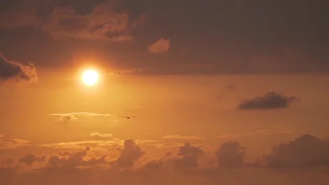 THE BIRD FLY AT SUNSET Stock Footage 110762726