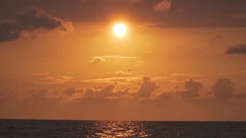 THE BIRD FLY AT SUNSET Video stock 110776012