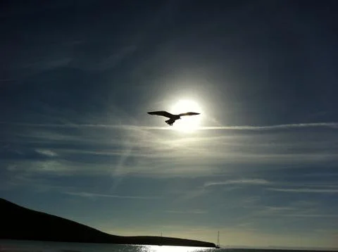 Bird fly in the sunset Stock Photos