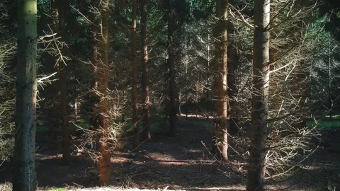 Like a bird, fly through a pine tree forest on a sunny morning Stock Footage 89705381