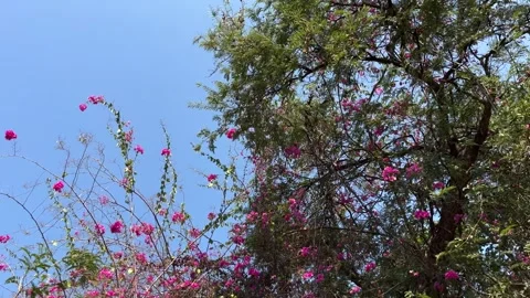 Bird Fly, Windblown Branches Of Tree And Blossom Pink Flowers Stock Footage 274283348