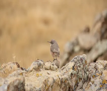 Bird flyaway Stock Footage 10763245