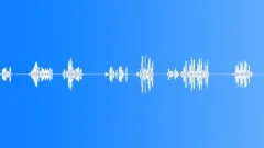 BIRD, FLYCATCHERSound Effect