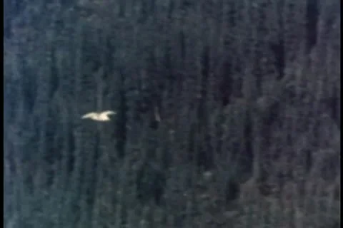 Bird flying above forest Stock Footage 11356339