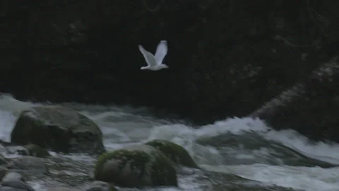 Bird Flying Above Forest River 스톡 동영상 219531614