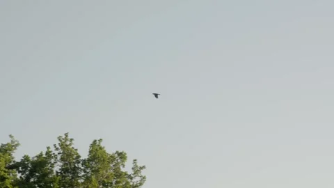 Bird Flying Across Clear Sky Vídeos de archivo 334673932