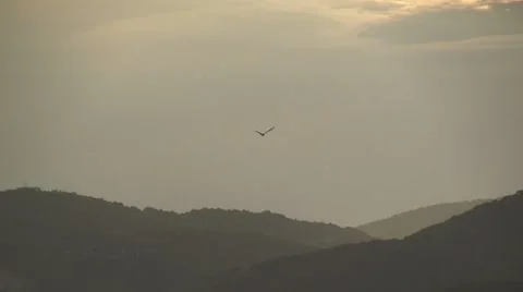 Bird flying in the afternoon Stock Footage 8678915
