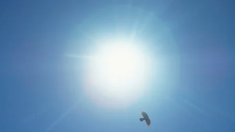 Bird flying against the blue sky and sun Stock Footage 116789224