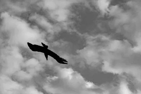 Bird Flying Against Dramatic Cloudy Sky Stock-Fotos