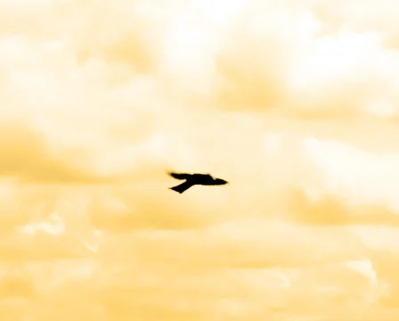 Bird flying against the wind Stock Footage 6732168