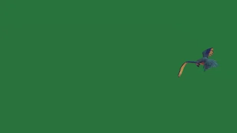 A bird is flying in the air on green screen and parrot through sky gesture 库存影片 335147597