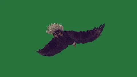 A bird is flying in the air isolated isolated on green screen background Stock Footage 336893308