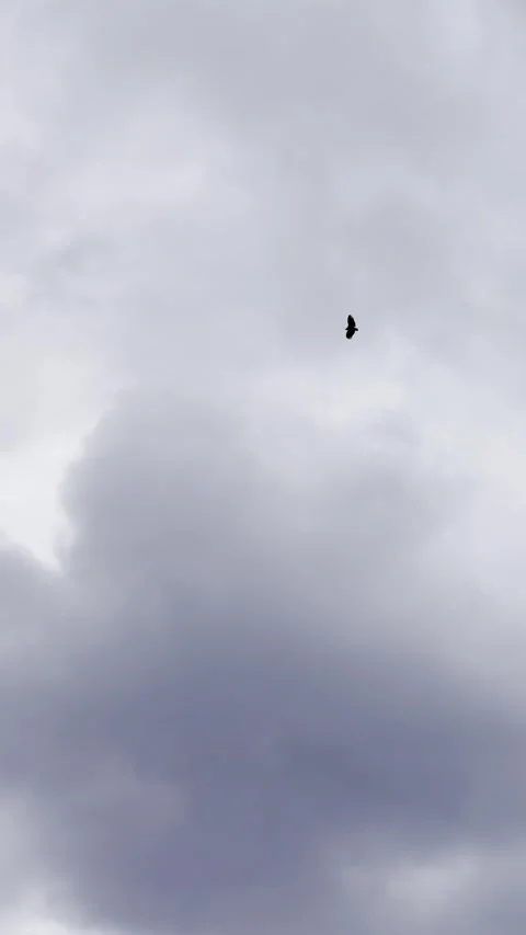 Bird Flying Alone in Cloudy Sky, Minimal Freedom and Solitude Concept. Stock Footage 332403212