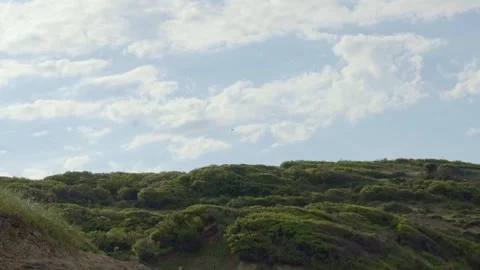 Bird flying alone in a green forest and a mas blue sky. Stock Footage 169496512