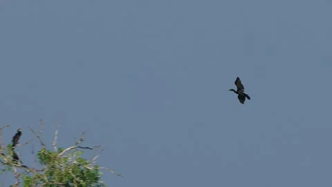 Bird flying and landing on tree Stock Footage 303289268