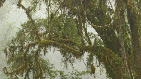 Bird flying away from beautiful tree branch covered in moss Stock Footage 126809897