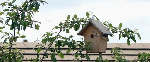 Bird flying away from birdbox Stock Footage 118311353