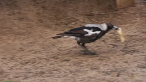 Bird Flying Away with Bread Stock Footage 295079911