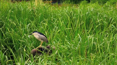Bird flying away Vídeos de archivo 458546