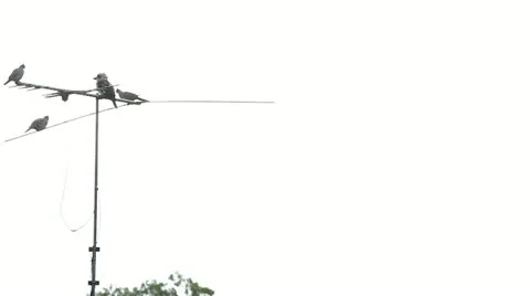 Bird Flying Away Stock Footage 11303330