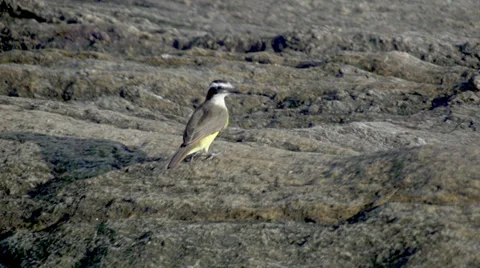  bird flying away 스톡 동영상 37346523