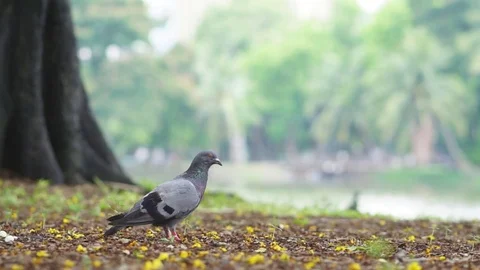 Bird flying away Stock Footage 76801789
