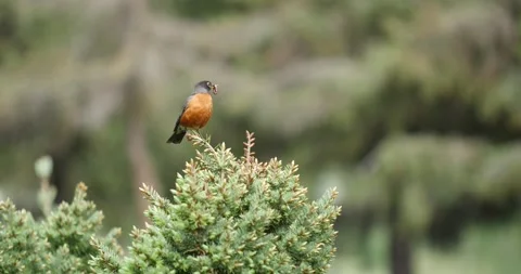 Bird flying away Stock Footage 166961578