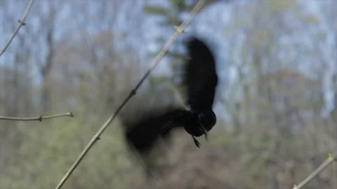 Bird flying away into the forest. Red winged blackbird taking off from a tree br Stock Footage 153626688