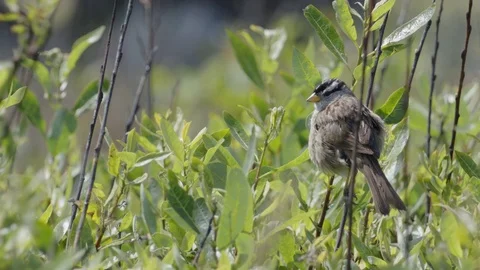 Bird Flying Away in Slow-Motion Stockbeeldmateriaal 85457157